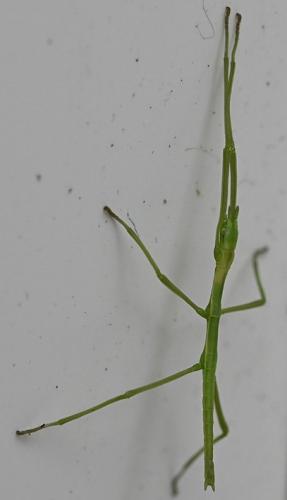 Réf. 355 061 : Clonopsis gallica